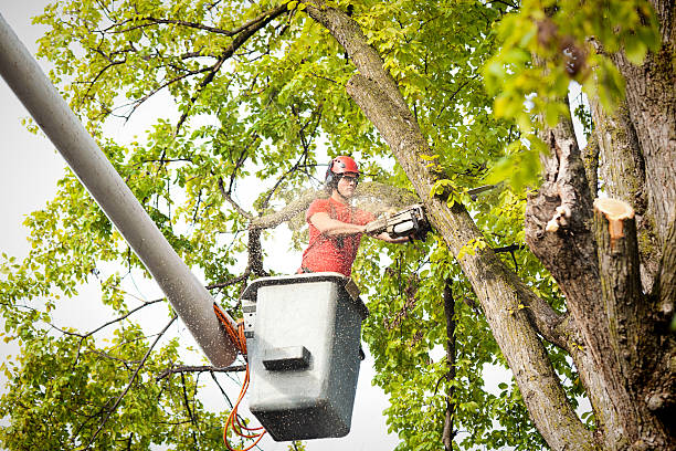 Best Arborist Consultation Services  in St Henry, OH