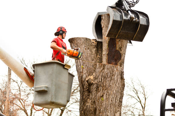 How Our Tree Care Process Works  in  St Henry, OH